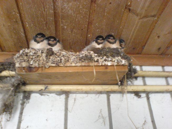 Vöglein im Stall Vöglein im Stall